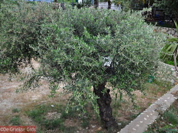 Lassi - Kefalonia - Foto 561 - Foto van https://www.grieksegids.nl/fotos/eilandkefalonia/Eiland-Kefalonia-561-mid.jpg