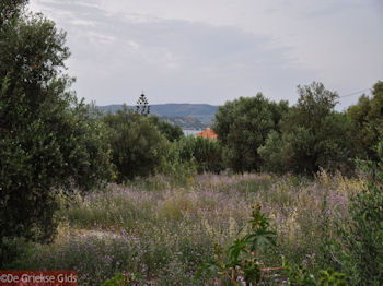 Lassi - Kefalonia - Foto 564 - Foto van https://www.grieksegids.nl/fotos/eilandkefalonia/Eiland-Kefalonia-564-mid.jpg