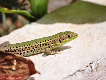 Lassi - Een gevaarlijk beest? - Kefalonia - Foto 575 - Foto van https://www.grieksegids.nl/fotos/eilandkefalonia/Eiland-Kefalonia-575-mid.jpg