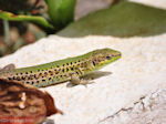 Lassi - Een gevaarlijk beest? - Kefalonia - Foto 575 - Foto van De Griekse Gids