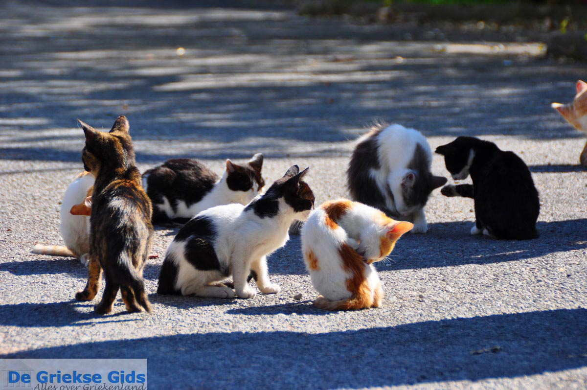 foto Poesjes en katten bij het Asklepion | Eiland Kos | Griekenland foto 1
