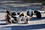 Poesjes en katten bij het Asklepion | Eiland Kos | Griekenland foto 1 - Foto van De Griekse Gids