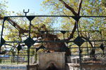 Hippocrates plataan | Kos stad | Griekenland foto 1 - Foto van De Griekse Gids