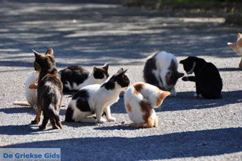 Poesjes en katten bij het Asklepion | Eiland Kos | Griekenland foto 1 - Foto van https://www.grieksegids.nl/fotos/eilandkos-fotos/350pixels/eiland-kos-026.jpg