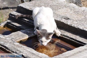 Het Asklepion op Kos | Eiland Kos | Griekenland foto 19 - Foto van https://www.grieksegids.nl/fotos/eilandkos-fotos/350pixels/eiland-kos-046.jpg