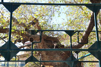 Hippocrates plataan | Kos stad | Griekenland foto 2 - Foto van https://www.grieksegids.nl/fotos/eilandkos-fotos/350pixels/eiland-kos-165.jpg