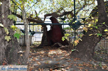 Kos stad (Kos-stad) | Eiland Kos | Griekenland foto 21 - Foto van https://www.grieksegids.nl/fotos/eilandkos-fotos/350pixels/eiland-kos-175.jpg