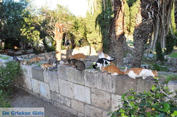 Kos stad (Kos-stad) | Eiland Kos | Griekenland foto 134 - Foto van https://www.grieksegids.nl/fotos/eilandkos-fotos/350pixels/eiland-kos-347.jpg