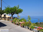 Mooie bloemen in Athani - Lefkas (Lefkada) - Foto van De Griekse Gids