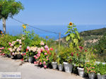 Mooie bloemen in Athani foto 2 - Lefkas (Lefkada) - Foto van De Griekse Gids