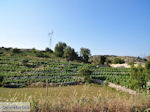 Druivengaard nabij Agios Donatos Englouvi - Lefkas (Lefkada) - Foto van De Griekse Gids