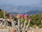 GriechenlandWeb.de Wilde bloemen auf het plateau Englouvi - Lefkas (Lefkada) - Foto GriechenlandWeb.de