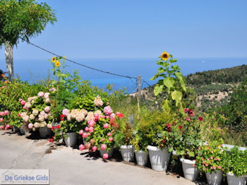 Mooie bloemen in Athani foto 2 - Lefkas (Lefkada) - Foto van https://www.grieksegids.nl/fotos/eilandlefkas-fotos/350pixels/athani-lefkas-013.jpg