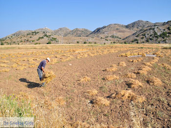 Linzenteeld in Englouvi, op de foto Thomas Kontogiorgis - Lefkas (Lefkada) - Foto van https://www.grieksegids.nl/fotos/eilandlefkas-fotos/350pixels/englouvi-lefkas-011.jpg