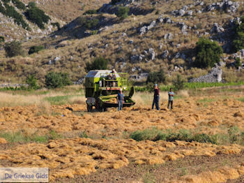 Linzenstreek hoogvlakte bij Englouvi - Lefkas (Lefkada) - Foto van https://www.grieksegids.nl/fotos/eilandlefkas-fotos/350pixels/englouvi-lefkas-012.jpg