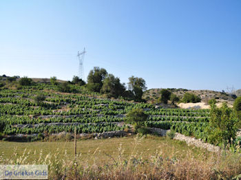 Druivengaard nabij Agios Donatos Englouvi - Lefkas (Lefkada) - Foto van https://www.grieksegids.nl/fotos/eilandlefkas-fotos/350pixels/englouvi-lefkas-013.jpg