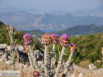 Wilde bloemen op het plateau bij Englouvi - Lefkas (Lefkada) - Foto van https://www.grieksegids.nl/fotos/eilandlefkas-fotos/350pixels/englouvi-lefkas-023.jpg