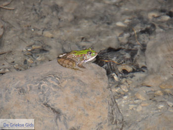 Kataraktis - Waterval foto 14 - Lefkas (Lefkada) - Foto van https://www.grieksegids.nl/fotos/eilandlefkas-fotos/350pixels/watervallen-lefkas-014.jpg