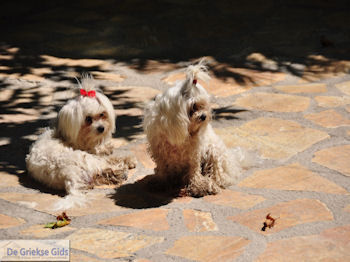 Kataraktis - Waterval foto 16 - Lefkas (Lefkada) - Foto van https://www.grieksegids.nl/fotos/eilandlefkas-fotos/350pixels/watervallen-lefkas-016.jpg