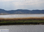 Beschermd natuurgebied baai van Kalloni (Lesbos) - Foto van De Griekse Gids