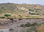 Schapen aan de baai van Kalloni - Foto van De Griekse Gids