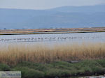 Beschermd natuurgebied voor vogels baai van Kalloni (Lesbos) - Foto van De Griekse Gids