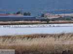 Beschermd natuurgebied voor vogels baai van Kalloni (Lesbos) foto 3 - Foto van De Griekse Gids