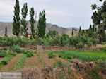 Landbouwtuinen bij Skala Eressos foto 2 - Foto van De Griekse Gids