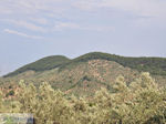 Grens olijfbomen en bossen op de weg Petra-Kalloni foto 1 - Foto van De Griekse Gids
