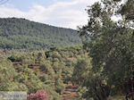 Grens olijfbomen en bossen op de weg Petra-Kalloni foto 2 - Foto van De Griekse Gids