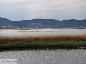 Beschermd natuurgebied baai van Kalloni (Lesbos) - Foto van https://www.grieksegids.nl/fotos/eilandlesbos/350pixels/eiland-lesbos-foto-007.jpg