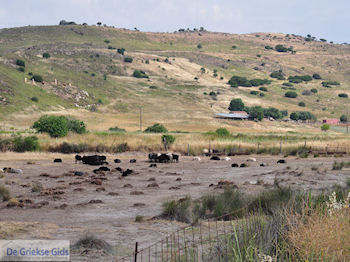 Schapen aan de baai van Kalloni - Foto van https://www.grieksegids.nl/fotos/eilandlesbos/350pixels/eiland-lesbos-foto-008.jpg