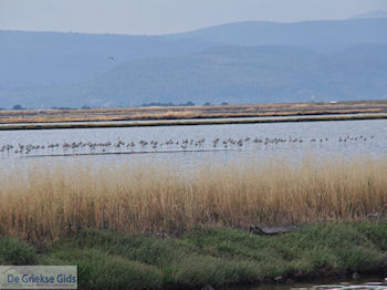 Beschermd natuurgebied voor vogels baai van Kalloni (Lesbos) - Foto van https://www.grieksegids.nl/fotos/eilandlesbos/350pixels/eiland-lesbos-foto-009.jpg