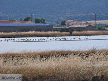 Beschermd natuurgebied voor vogels baai van Kalloni (Lesbos) foto 3 - Foto van https://www.grieksegids.nl/fotos/eilandlesbos/350pixels/eiland-lesbos-foto-010.jpg