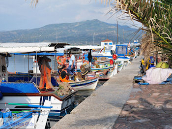 Bootjes aan vissershaven van Skala Kalllonis - Foto van https://www.grieksegids.nl/fotos/eilandlesbos/350pixels/eiland-lesbos-foto-023.jpg