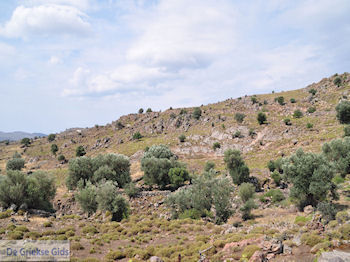 Ten westen van de baai van Kalloni foto 001 - Foto van https://www.grieksegids.nl/fotos/eilandlesbos/350pixels/eiland-lesbos-foto-040.jpg