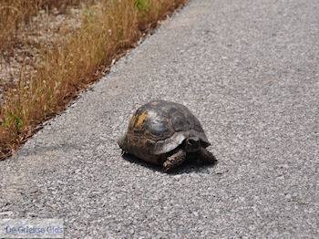 Schildpad nabij Skoutaros op de weg Antissa-Anaxos - Foto van https://www.grieksegids.nl/fotos/eilandlesbos/350pixels/eiland-lesbos-foto-128.jpg