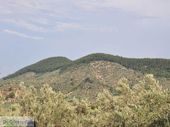 Grens olijfbomen en bossen op de weg Petra-Kalloni foto 1 - Foto van https://www.grieksegids.nl/fotos/eilandlesbos/350pixels/eiland-lesbos-foto-257.jpg