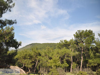 Bossen in noord Lesbos - Foto van https://www.grieksegids.nl/fotos/eilandlesbos/350pixels/eiland-lesbos-foto-259.jpg