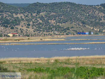 Natuurgebied voor vogels aan de baai van Kalloni foto 1 - Foto van https://www.grieksegids.nl/fotos/eilandlesbos/350pixels/eiland-lesbos-foto-262.jpg