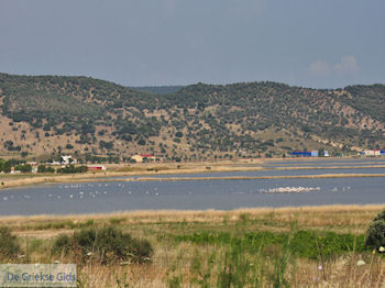 Natuurgebied voor vogels aan de baai van Kalloni foto 2 - Foto van https://www.grieksegids.nl/fotos/eilandlesbos/350pixels/eiland-lesbos-foto-263.jpg