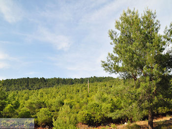 Bossen Lesbos nabij de baai van Gera bij Mytilini 1 - Foto van https://www.grieksegids.nl/fotos/eilandlesbos/350pixels/eiland-lesbos-foto-264.jpg