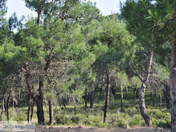 Bossen Lesbos nabij de baai van Gera bij Mytilini 2 - Foto van https://www.grieksegids.nl/fotos/eilandlesbos/350pixels/eiland-lesbos-foto-265.jpg