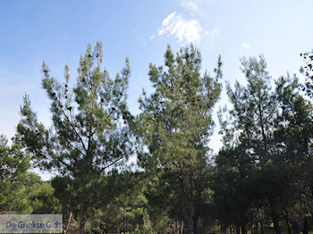 Bossen Lesbos nabij de baai van Gera bij Mytilini 3 - Foto van https://www.grieksegids.nl/fotos/eilandlesbos/350pixels/eiland-lesbos-foto-266.jpg