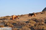 Kalafatis | Mykonos | Griekenland - De Griekse Gids foto 15 - Foto van De Griekse Gids