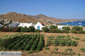 Kalafatis | Mykonos | Griekenland - De Griekse Gids foto 1 - Foto van https://www.grieksegids.nl/fotos/eilandmykonos/350pixels/mykonos-fotos-002.jpg