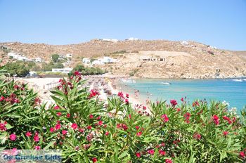 Super Paradise strand | Mykonos | Griekenland foto 17 - Foto van https://www.grieksegids.nl/fotos/eilandmykonos/350pixels/mykonos-fotos-133.jpg