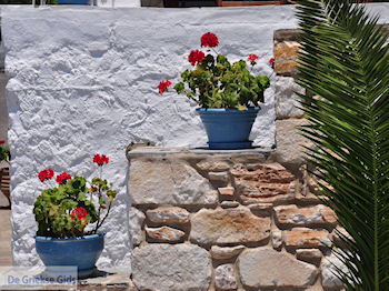 Bloemen Piso Livadi Paros | Cycladen | Griekenland foto 11 - Foto van https://www.grieksegids.nl/fotos/eilandparos/350px/fotos-paros-078.jpg