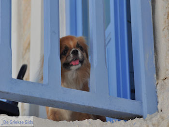 Naoussa Paros | Cycladen | Griekenland foto 30 - Foto van https://www.grieksegids.nl/fotos/eilandparos/350px/fotos-paros-232.jpg