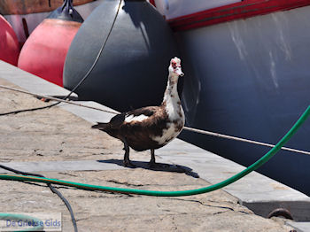Naoussa Paros | Cycladen | Griekenland foto 60 - Foto van https://www.grieksegids.nl/fotos/eilandparos/350px/fotos-paros-262.jpg